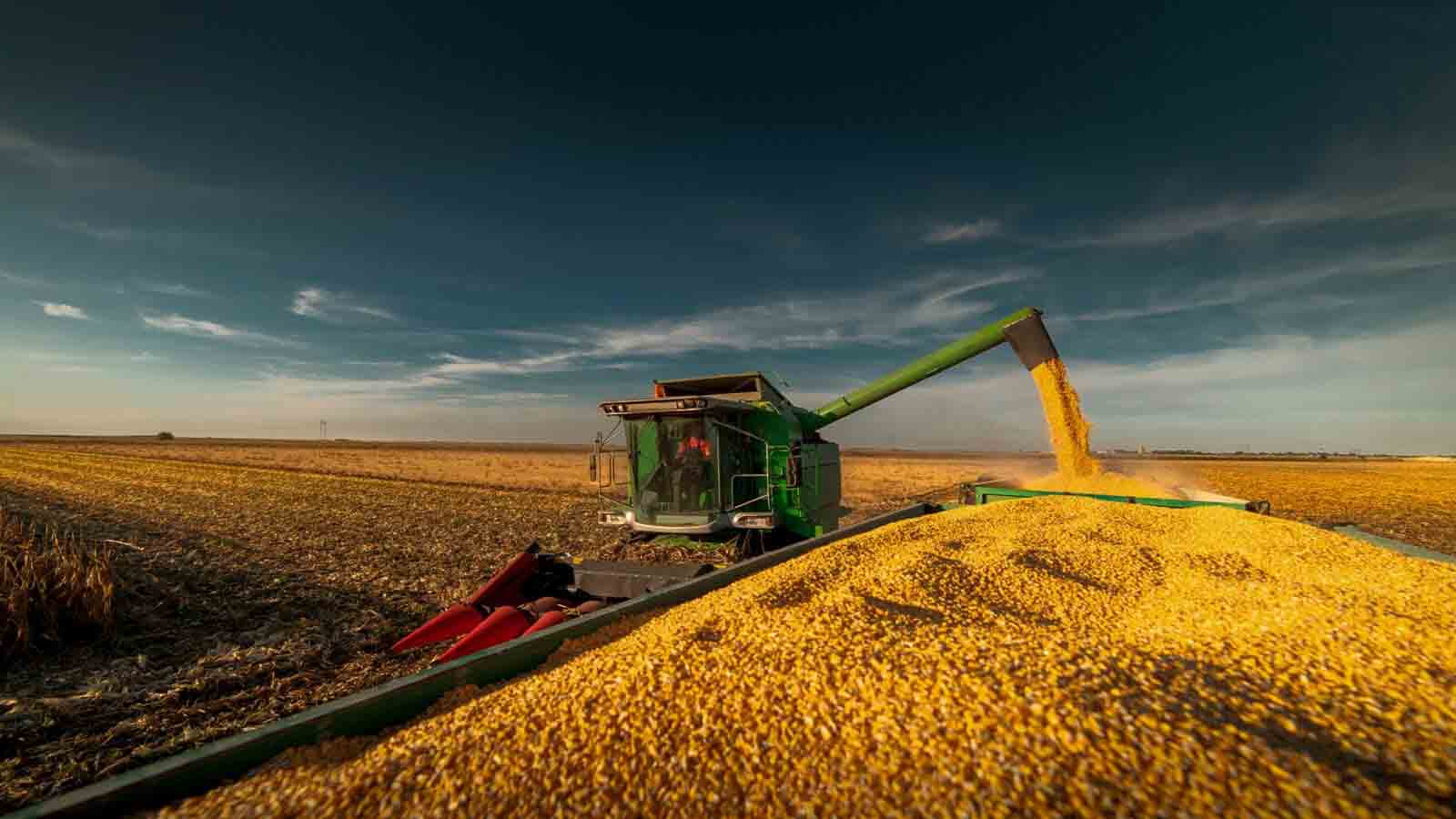 Global Agribusiness - Connections