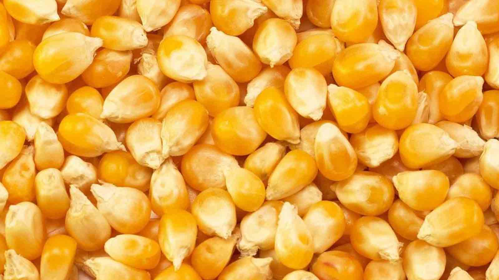 Corn