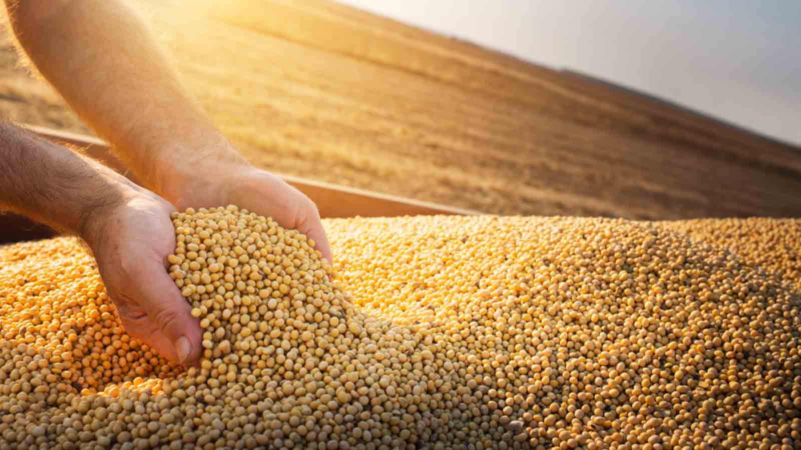 Soybeans